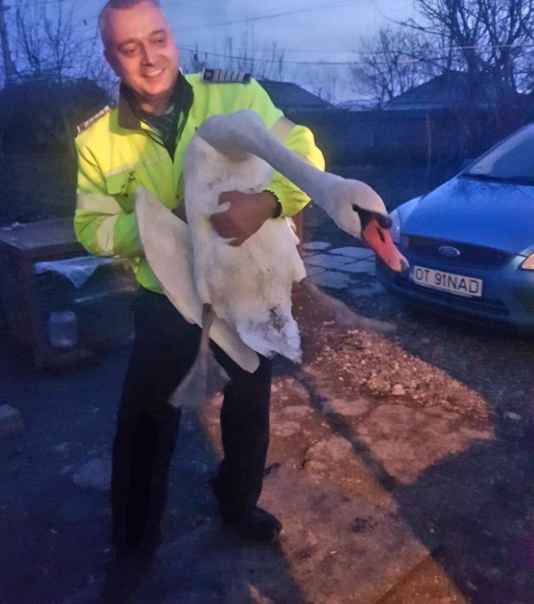 Poliţist cu suflet mare, a salvat o lebădă de la moarte
