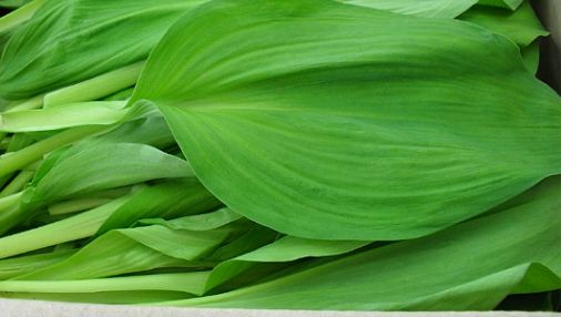 Leurda - planta miracol a primăverii. Vindecă sute de boli 