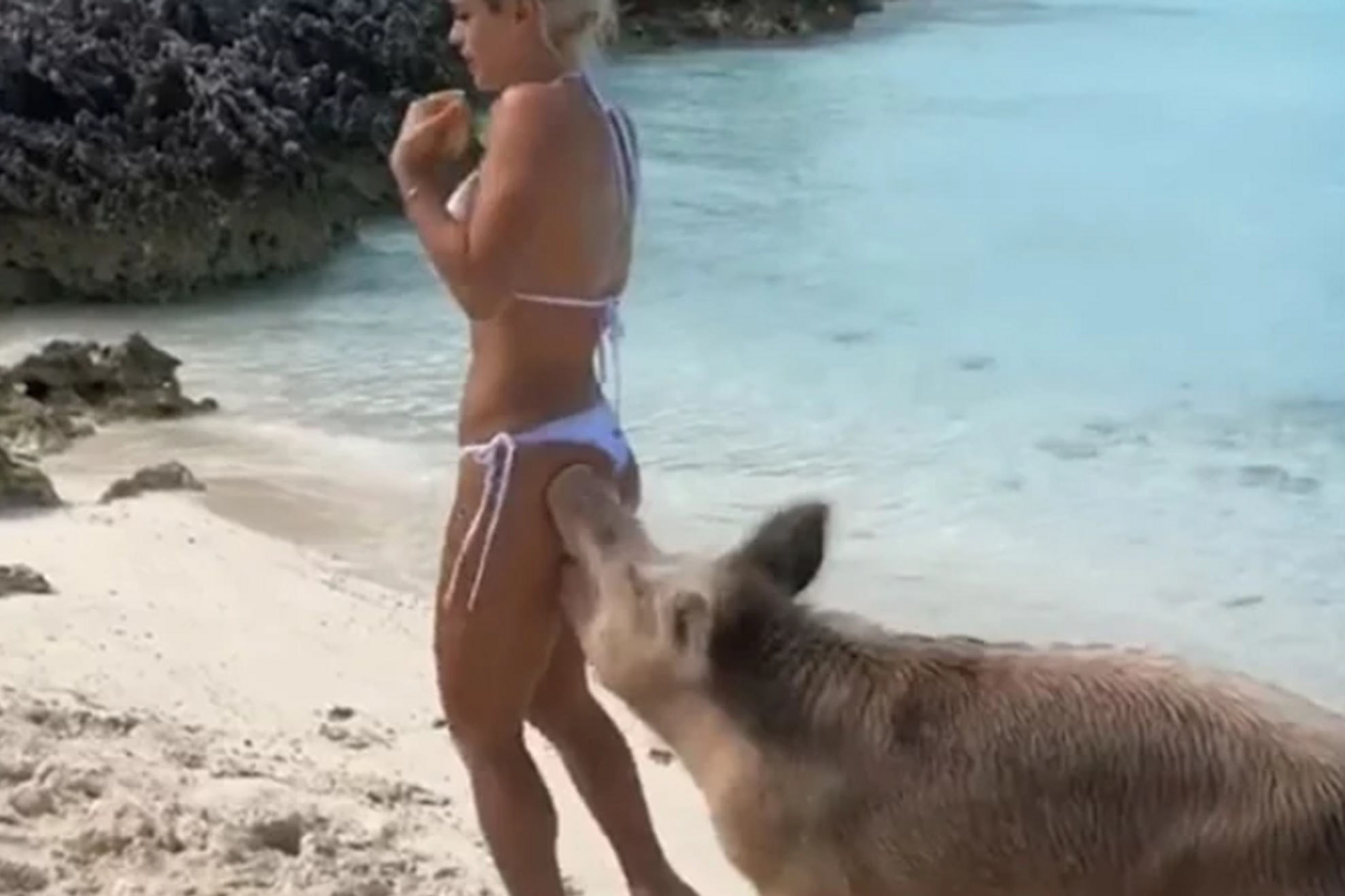 Momentul bizar în care modelul Michelle Lewin e mușcată de un porc pe o plajă în Bahamas