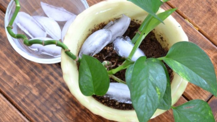 De ce să pui săptămânal cuburi de gheaţă la baza plantelor din ghiveci