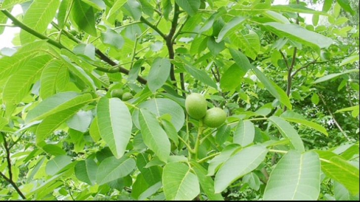 Blestemul nucului. Ce se întâmplă dacă plantezi un nuc. Este mai rău decât vă imaginaţi
