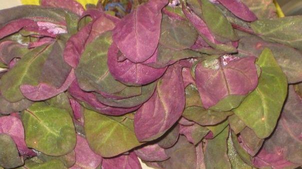 Loboda, planta care detoxifică organismul şi curăţă sângele. Cum să o găteşti ca un chef