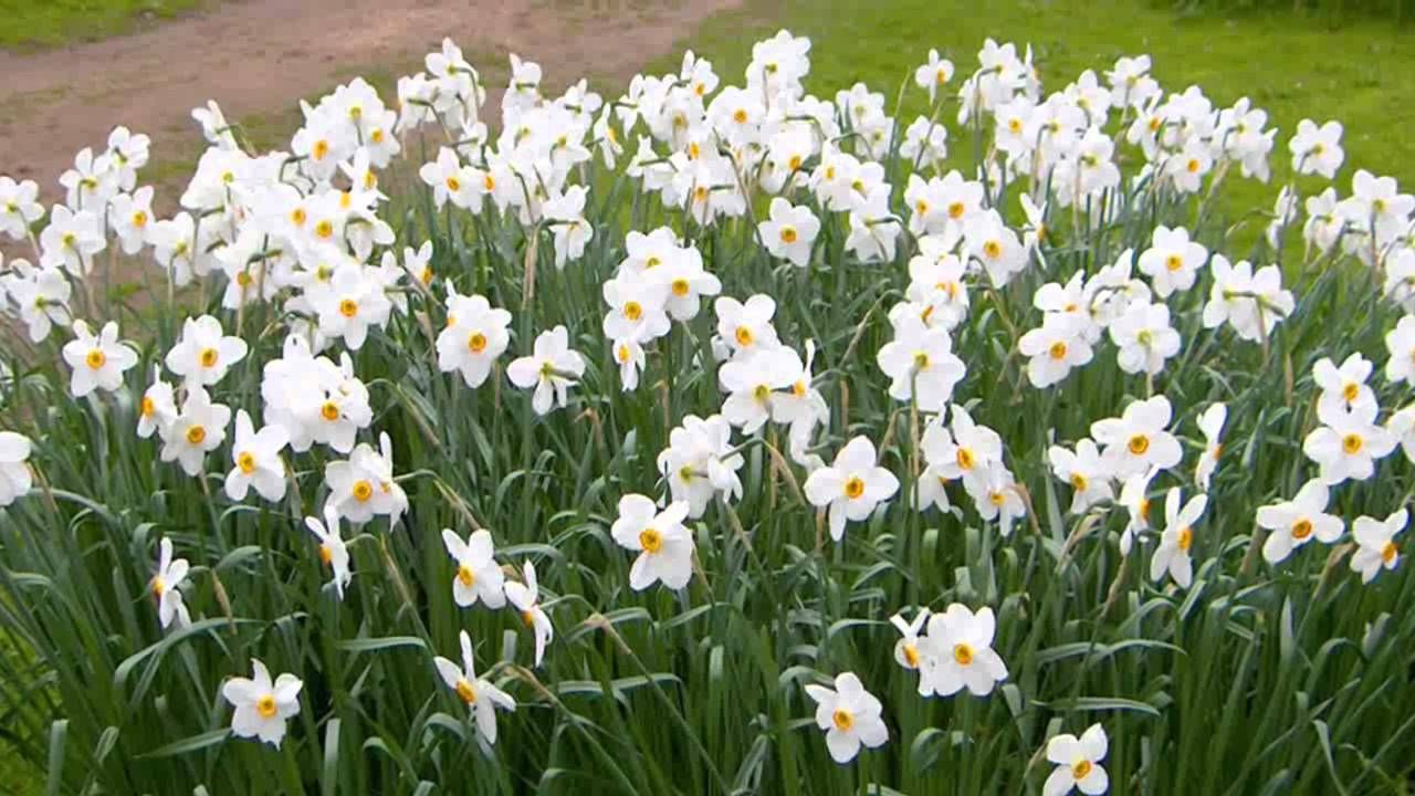 Această plantă este ucigaşă! Se vinde la toate florăriile din România, deşi e foarte toxică