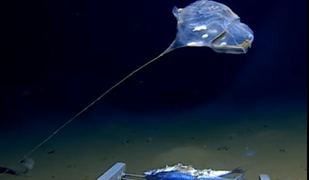 Creatura descoperită în ocean "nu seamănă cu nimic văzut până acum"