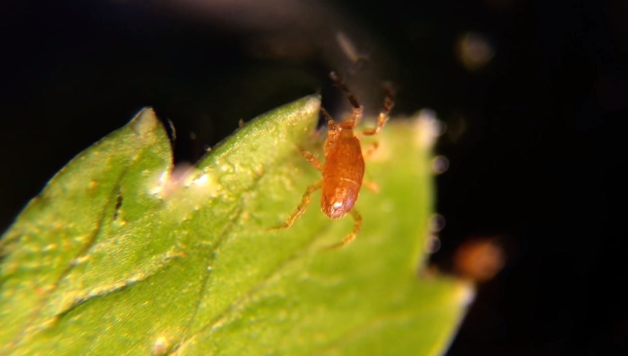 Ți se întoarce stomacul pe dos! Pericolul teribil din alimentele pe care le mănânci zilnic