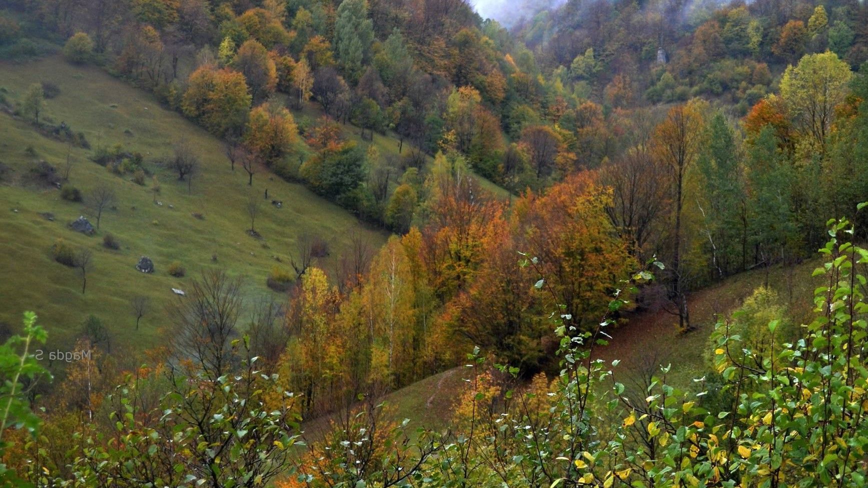 Păduri românești, vândute în China! Afacere de sute de mii de euro cu mii de hectare de păduri