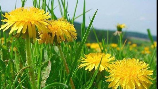 De ce trebuie neaparat să consumi păpădie 