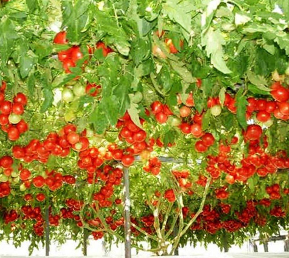 Roșia-pom de România. Soiul gigant de tomate care se cultivă și în țara noastră