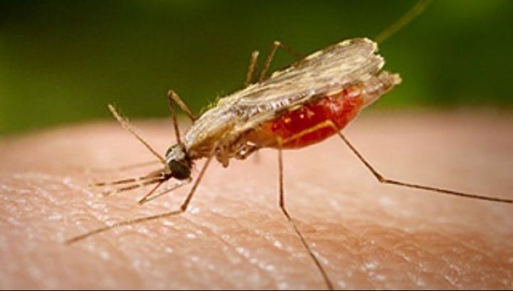 Ai aceste simptome? Mergi imediat la medic: ai putea fi infectat cu virusul West Nile