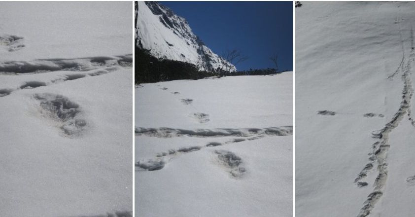 Alpiniștii din Nepal ar fi dat de urma lui Yeti