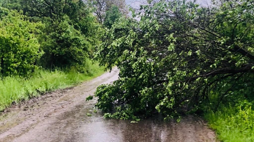 Vremea rea a făcut ravagii în Prahova. Copaci căzuți, localități fără curent!