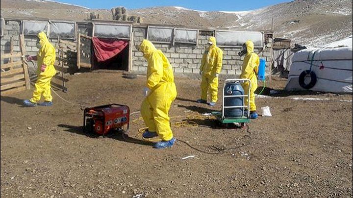 ALERTĂ. Boala care a semănat moarte în Evul Mediu a ucis doi turiști care au mâncat carne de marmotă