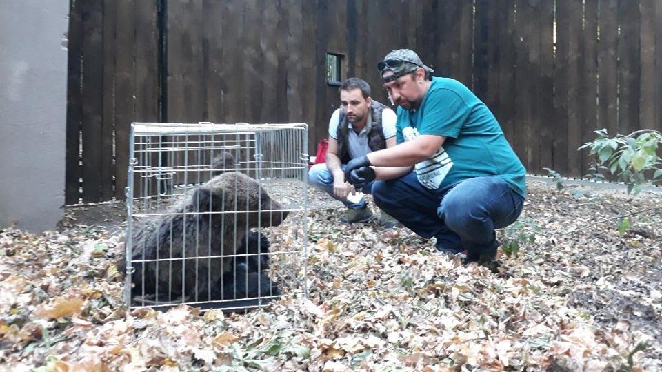 Povestea impresionată a puiului de urs lovit de tren