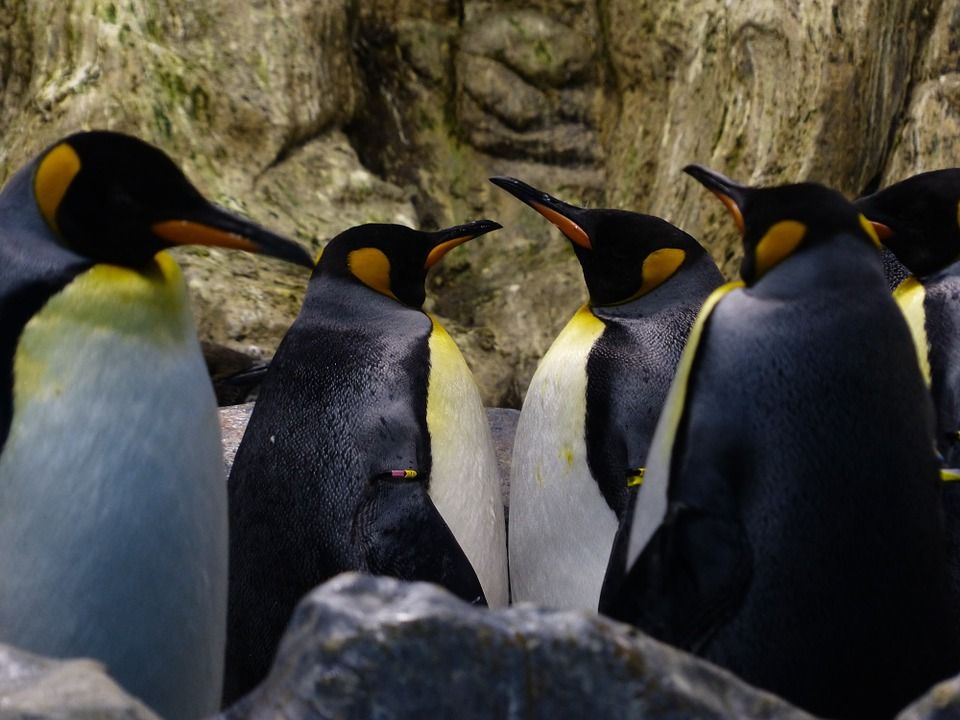 Cum au fost găsiți pinguinii care au rămas ascunși 3.000 de ani