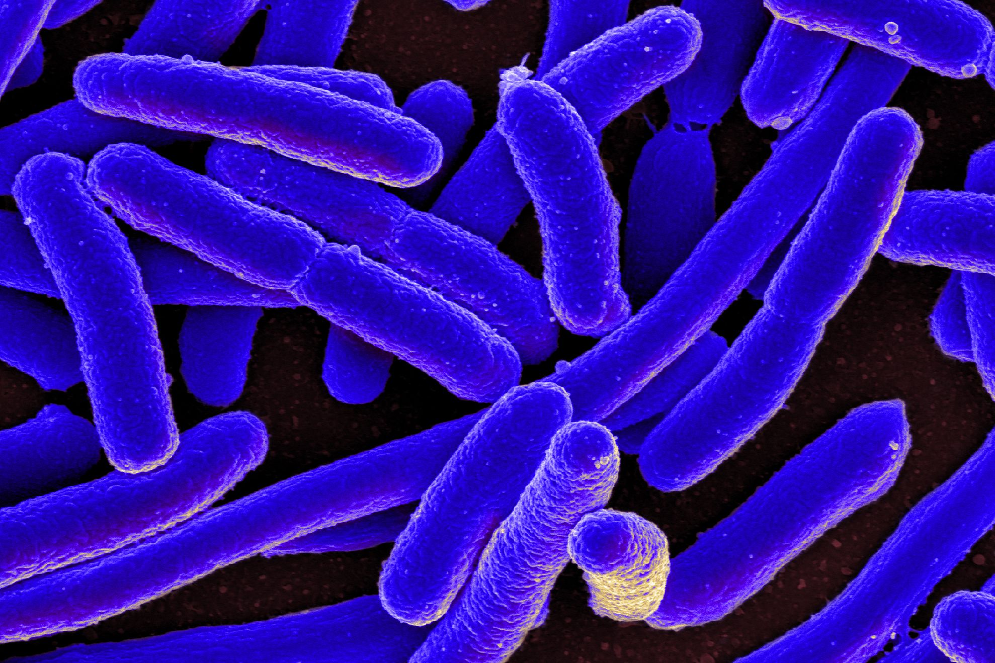 Bacteriile care produc electricitate pot fi cheia către un viitor mai curat
