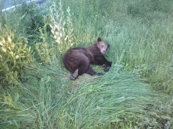 Urs lovit de mașină, pe DN1, la ieșirea din Brașov | Imagini cutremurătoare 