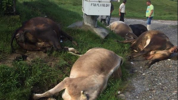 Șase vaci, omorâte de fulgere în Argeș. Ce s-a întâmplat