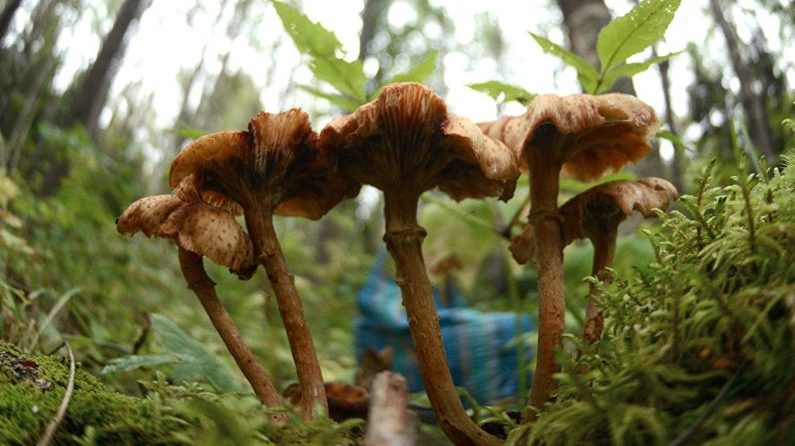 Doi pensionari în comă, după ce au mâncat ciuperci