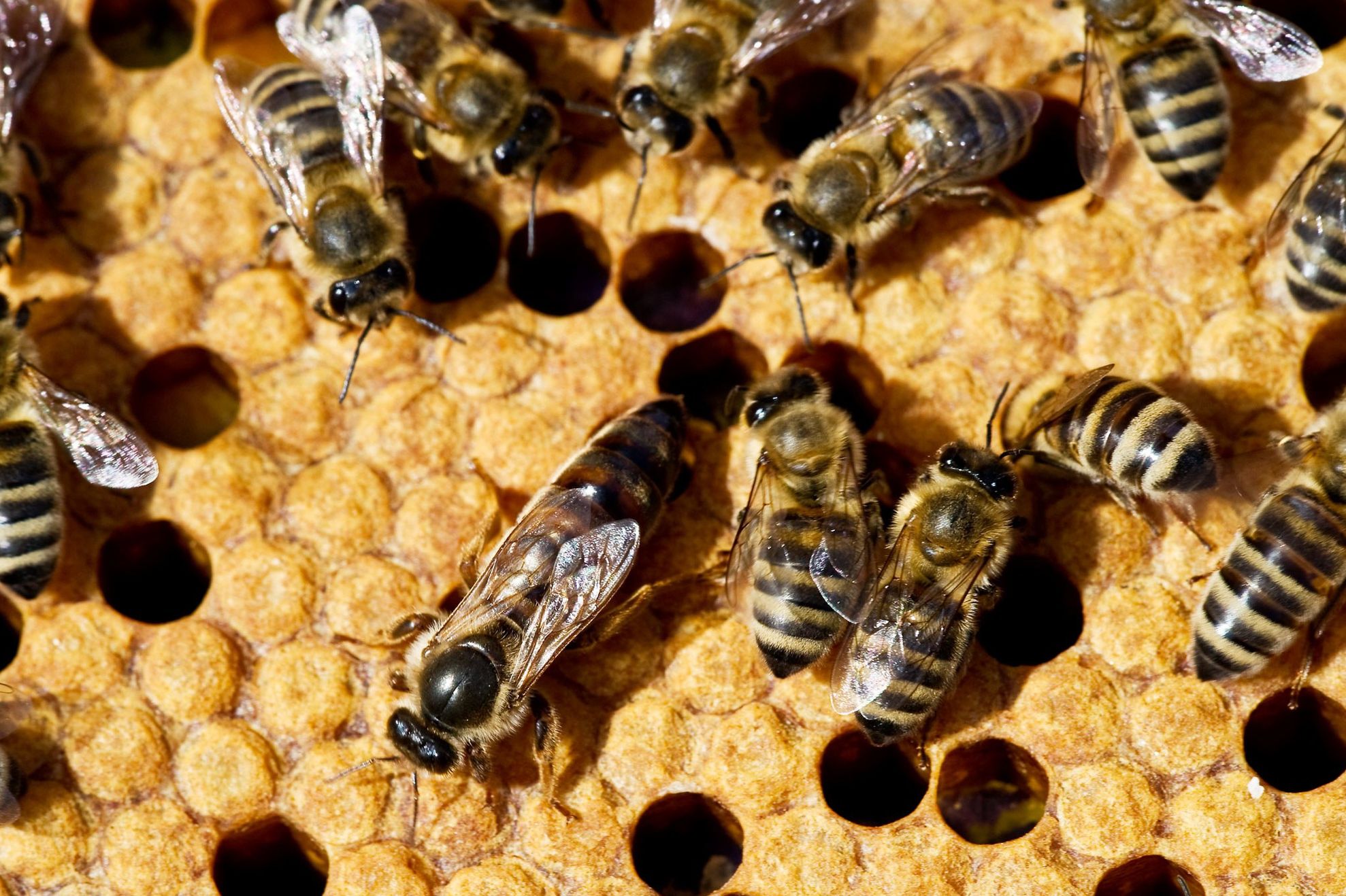 Cel mai mare mister despre insecte, deslușit: cum au apărut aripile acestora