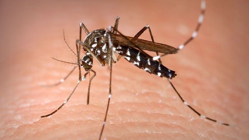 Autoritățile sunt în alertă! Pericol de West Nile în România