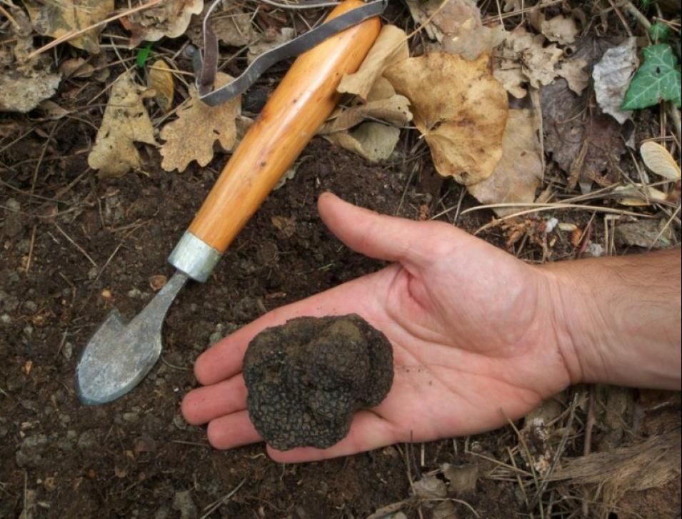 O sută de mii de euro pentru trufele din Gorj