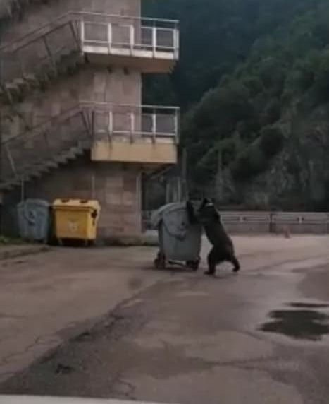 De frica urșilor, amenință cu blocarea Transfăgărășanului