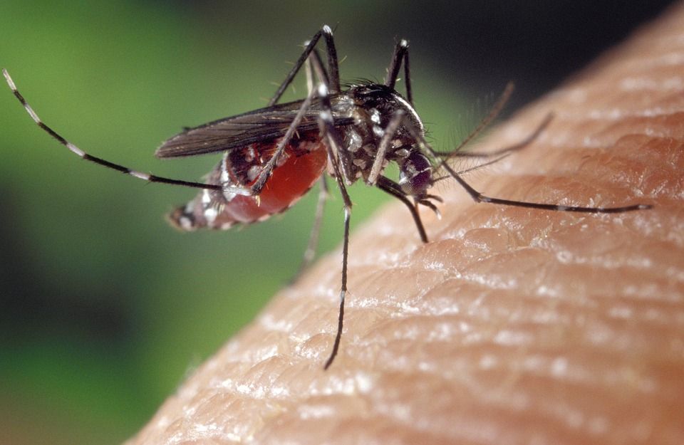  Plantele care alungă țânțarii și insectele nedorite 