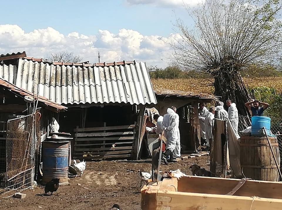 Județul Giurgiu, sufocat de pesta porcină: 43 de focare şi 12 suspiciuni