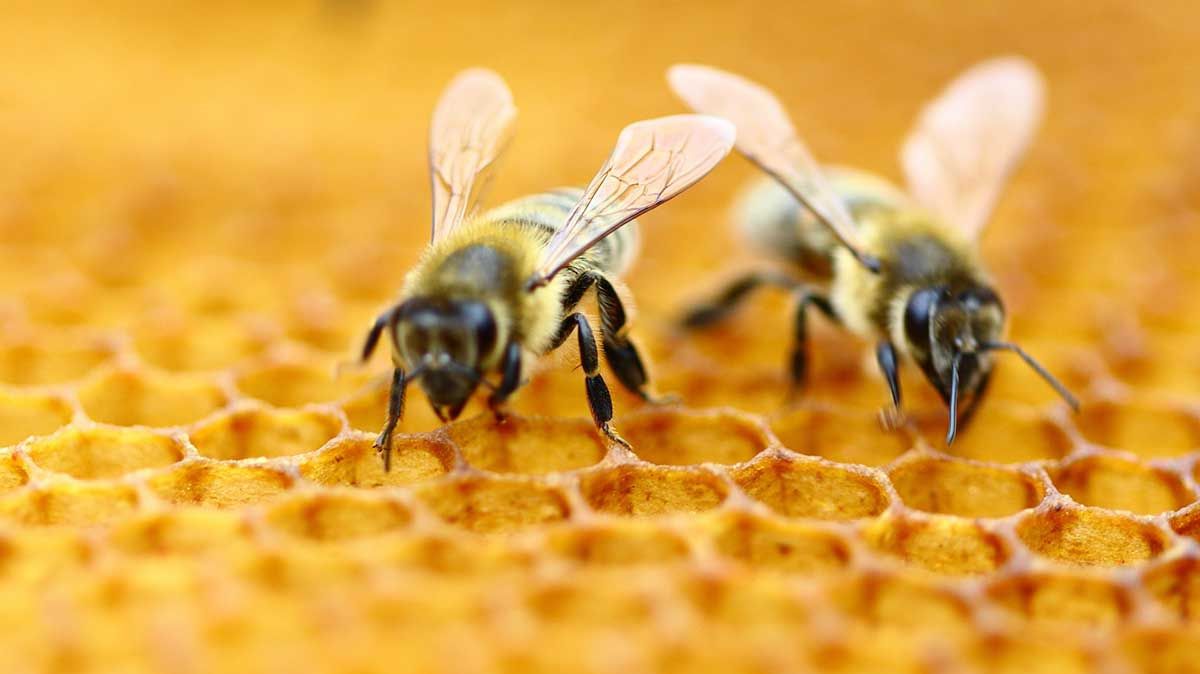 Avertisment deosebit de grav: ce se întâmplă cu insectele din lume, conform specialiștilor