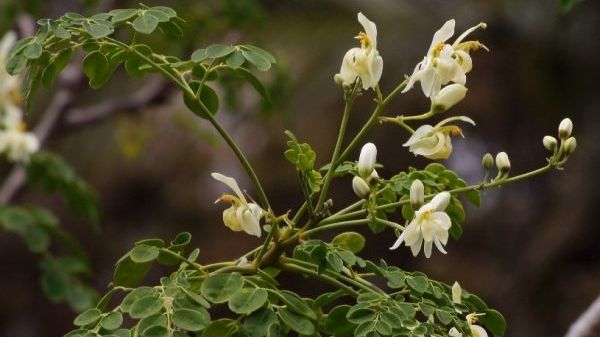 Specialiștii au găsit planta care poate transforma orice apă într-una potabilă