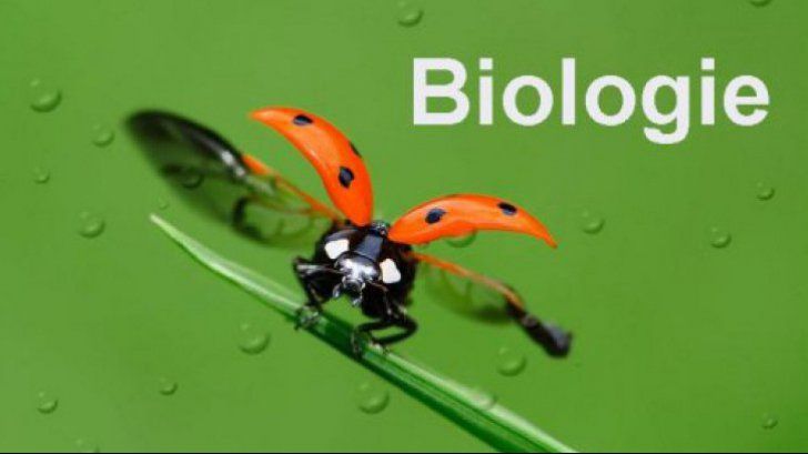 Subiecte BAC 2019 - Biologie - Bareme, subiecte, corectari, punctaje