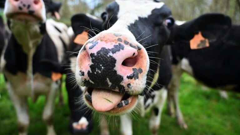 De ce animalele docile, ca vacile, sunt mai periculoase decât urșii? Specialiștii au făcut topul