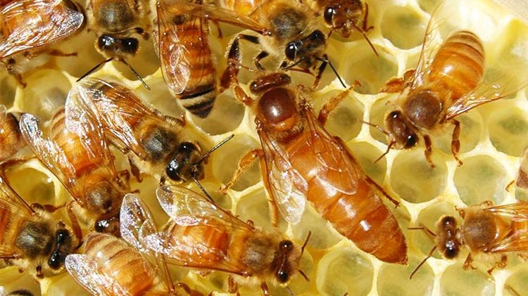 Dezastrul natural la care nimeni nu s-ar fi gândit până acum: sute de milioane de decese