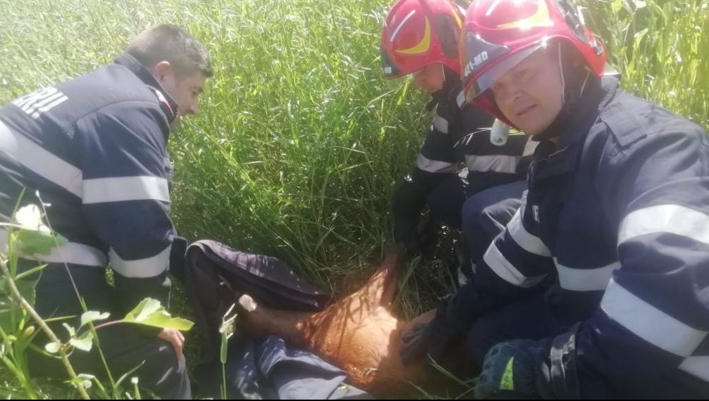 Căprioară salvată după ce a căzut într-un canal