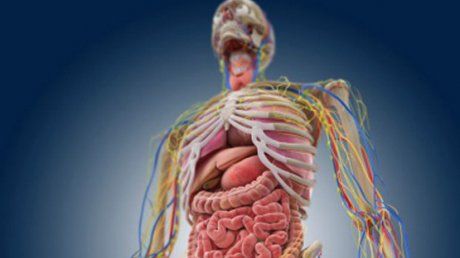 Misterul despre corpul uman care nu există încă în cărțile de biologie din școală