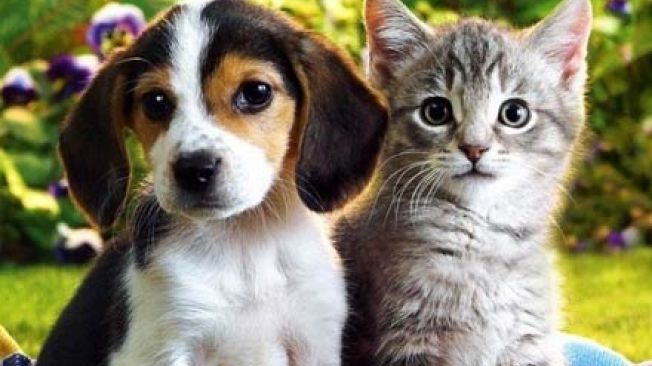 Cercetătorii consideră că în funcție de ce animal de companie ai îți poate fi ghicită personalitatea