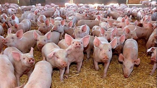 Focar de pestă porcină la o fermă din Mehedinți