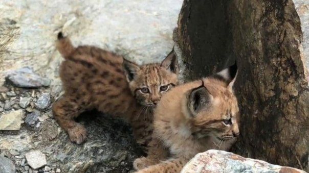 Întâlnire neașteptată cu doi pui de râs în pădurile din munții Neamțului 