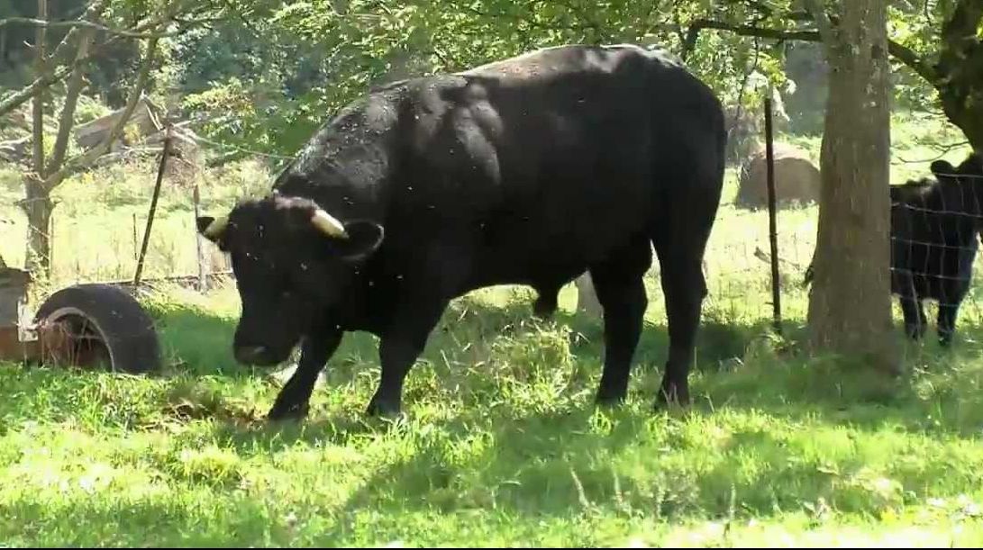 Un tânăr a fost ucis de taur, în Bistrița