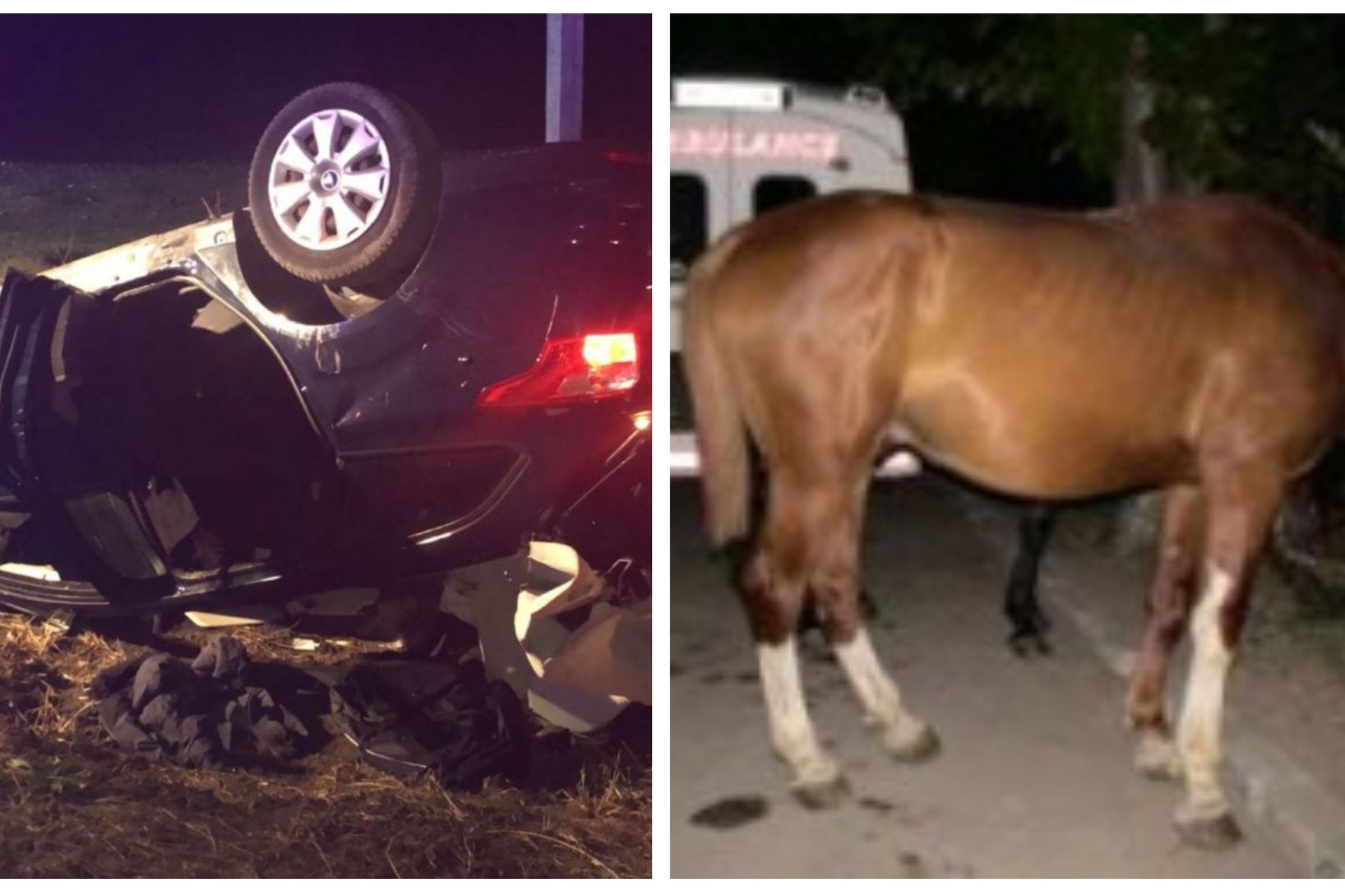 O mașină a lovit un cal și s-a răsturnat. Mai multe victime