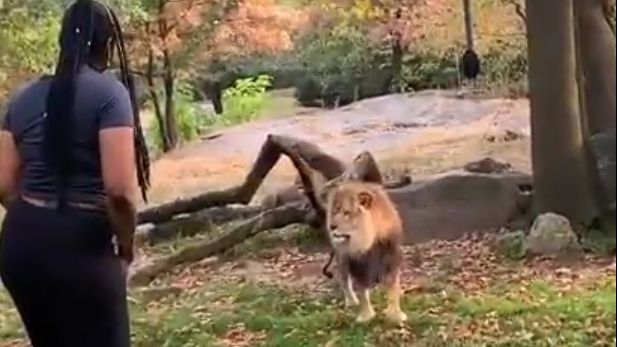 O femeie sare gardul la Zoo direct în curtea leilor. Ce urmează e incredibil