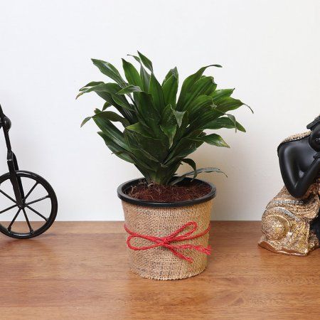 Top 5 plante de apartament rezistente