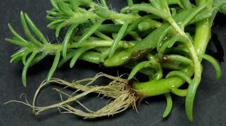 Le calci în picioare, dar îţi pot salva viaţa! Plantele care vindecă tumorile, hepatita şi ciroza