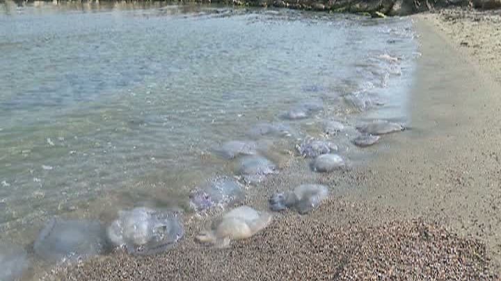 Apariție neașteptată pe plaja de la malul mării 