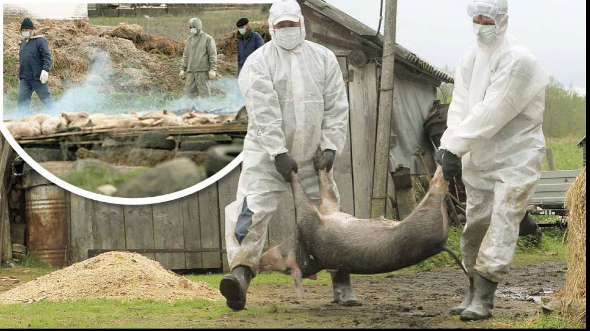 Prezența virusului Pestei Porcine Africane, confirmată în jud. Alba