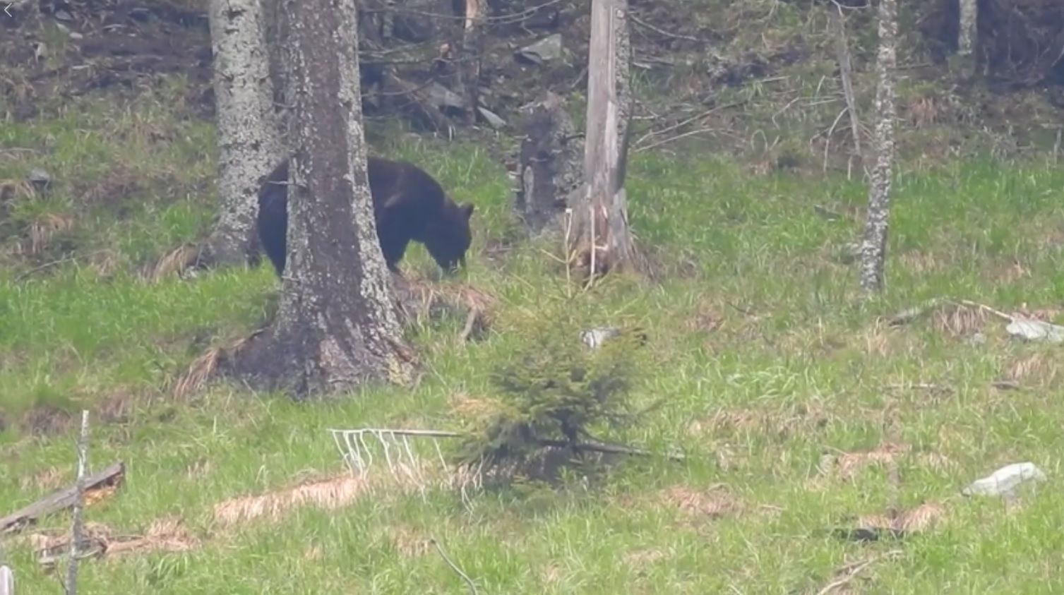 Femeie din Hunedoara, sfârtecată de urs