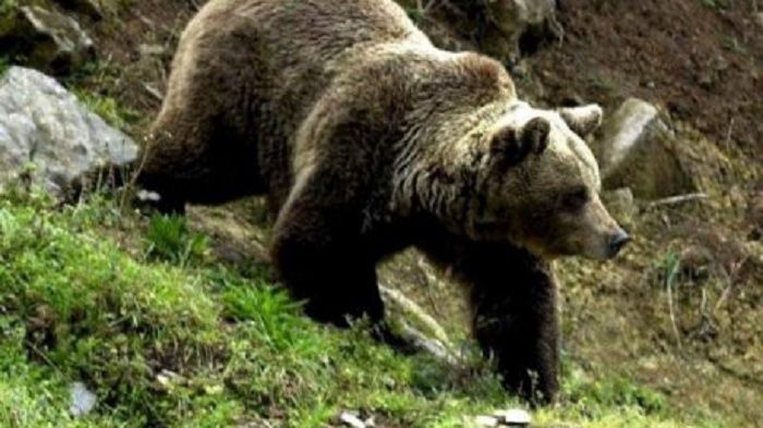 VIDEO Un urs, la "plimbare" prin centrul orașului Mediaș