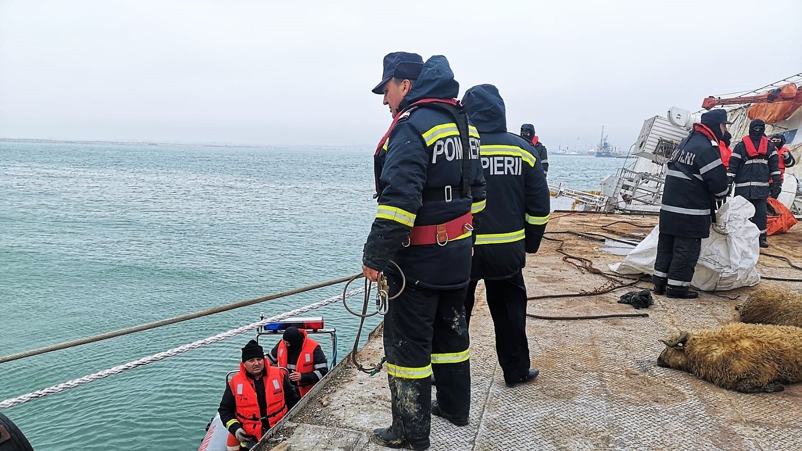 "Apocalipsa oilor" din portul Midia