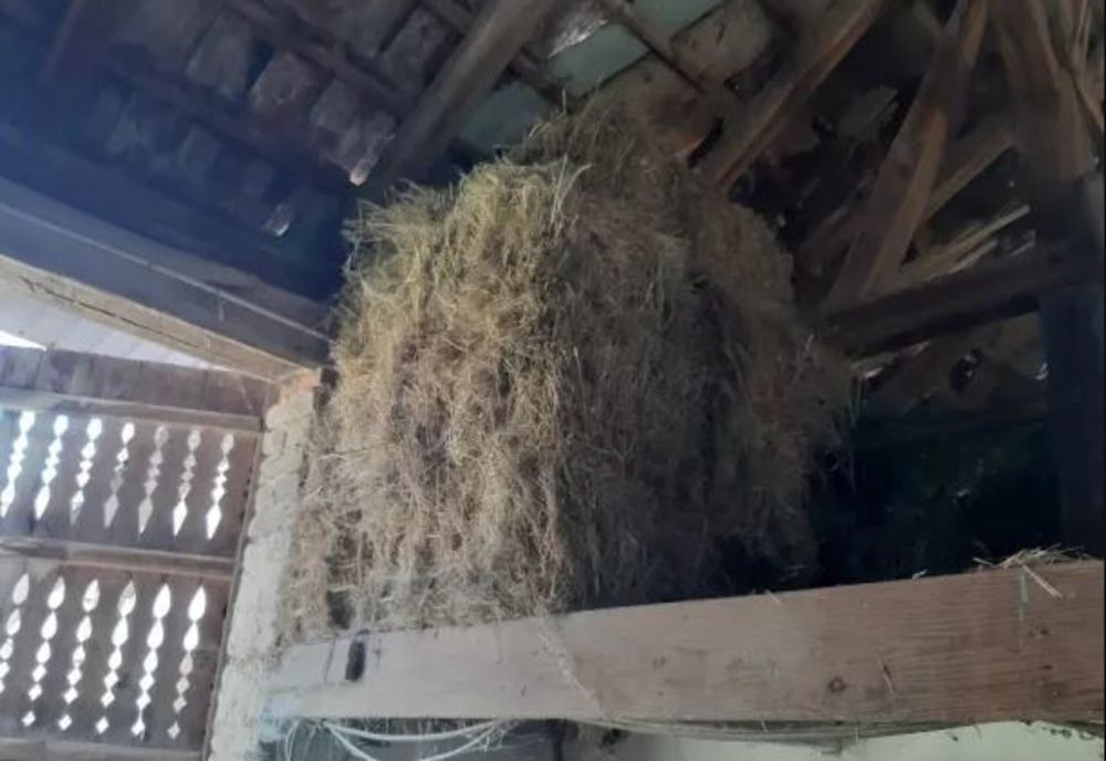 Un tânăr acuzat de tâlhărie dispăruse fără urmă. Incredibil unde l-au găsit polițiștii după 20 de zile