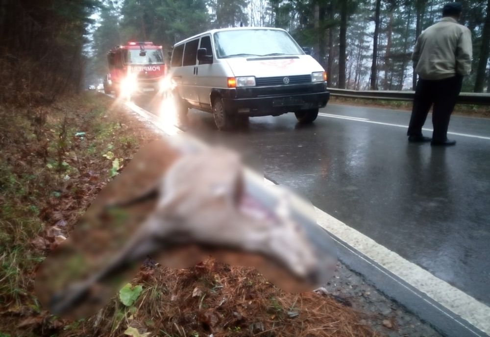"Moartea căprioarei", în direct pentru copiii dintr-un autobuz